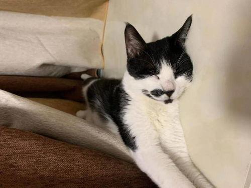 娱乐吃瓜酱男朋友不如猫,揭秘娱乐圈中的“喵星人”魅力 第1张 娱乐吃瓜酱男朋友不如猫,揭秘娱乐圈中的“喵星人”魅力 第1张